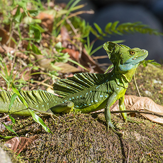 Selva Verde - Double-crested basilisk